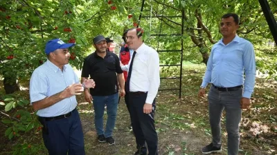 Çay Kaymakamı Hasan Hüsnü Türker Kiraz Hasadı Sezonunda Üreticileri Ziyaret Etti