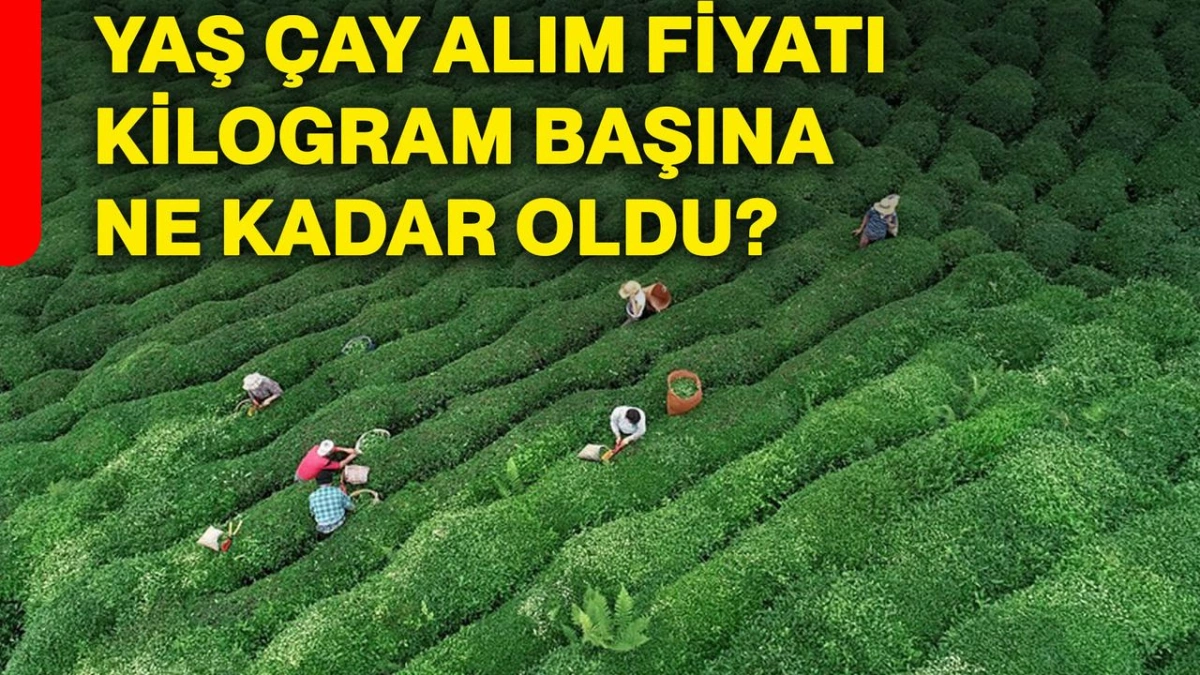Yaş Çay Alım Fiyatı Kilogram Başına 35 Liraya Yükseltildi: Üreticiye Destek