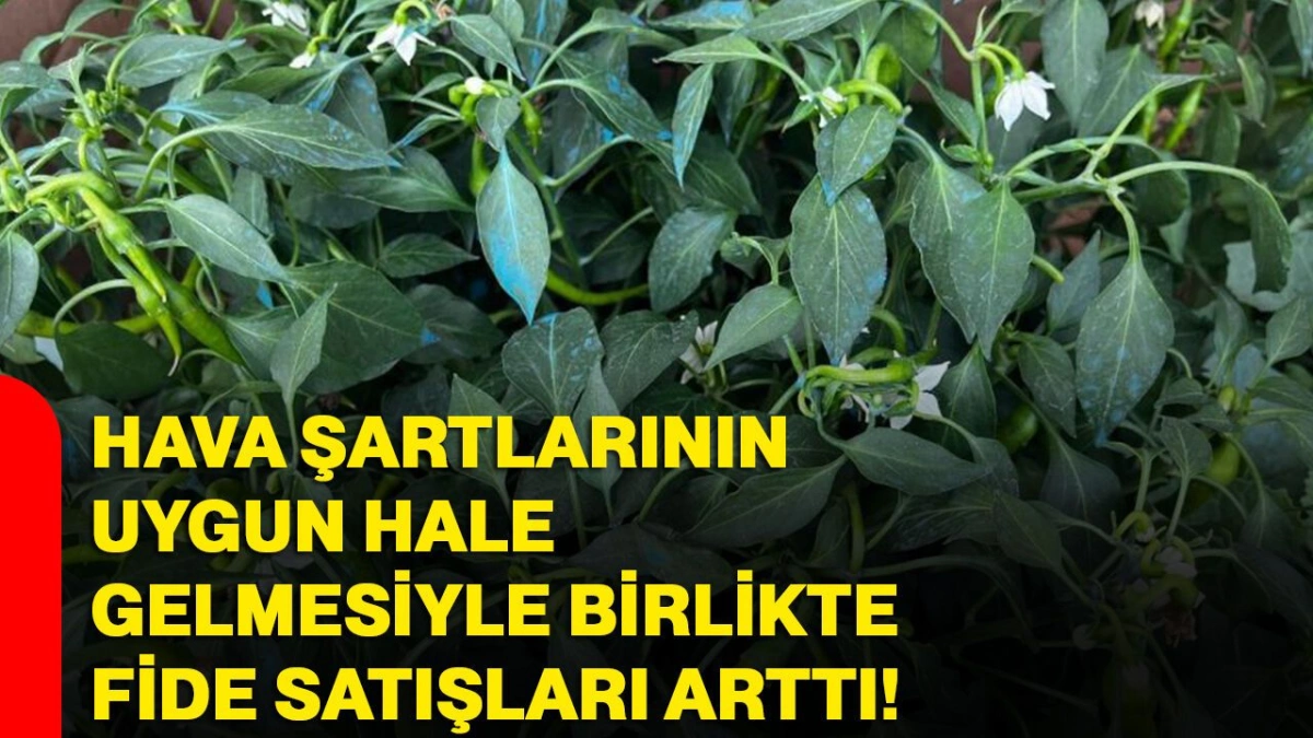 Tarım Sezonu Hareketlendi: Fide Satışlarında Dikkat Çeken Artış