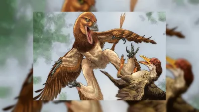 Velociraptor akrabası ejder benzeri dinozor Çin'de dört kanatlı olarak bulundu