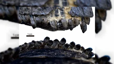 Dinozor kafatası Çin'de daha önce bilinmeyen sauropod türünü ortaya çıkardı