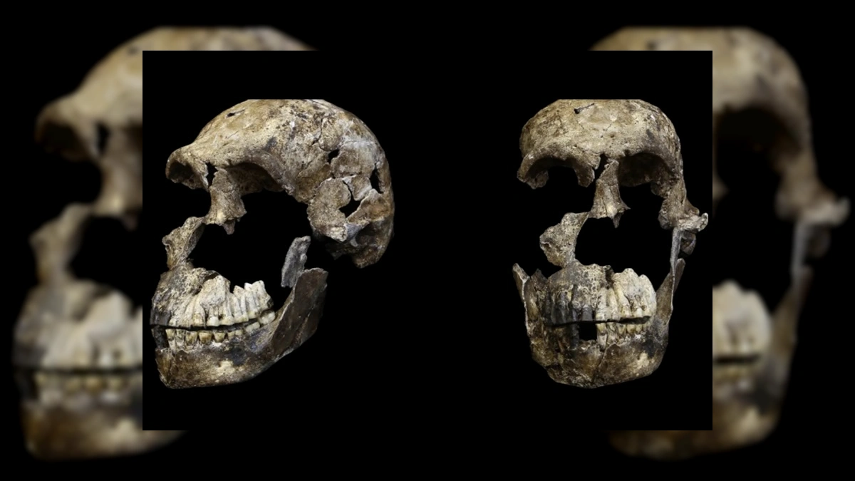 Homo Naledi Beyninde Dil ve Alet Kullanımıyla İlişkili Gelişim Bulundu