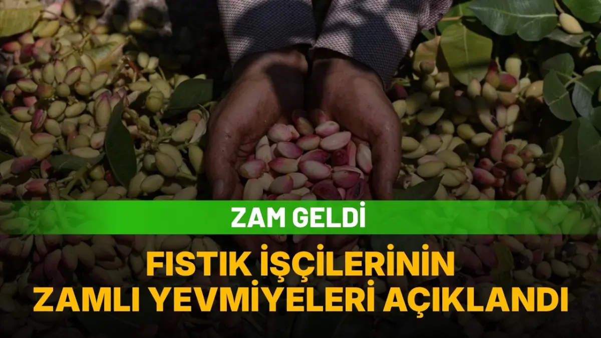 Şanlıurfa Fıstık İşçilerinin Günlük Yevmiyesi Belirlendi: 1.400 Lira Oldu