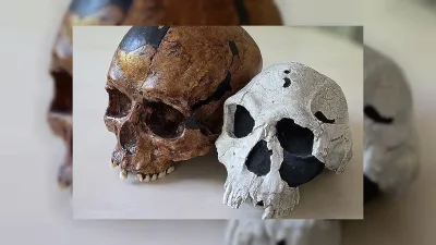İnsan evrimi: Beyin büyümesi ve yüz küçülmesinde yeni bulgular
