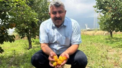 Kayısı üreticisi mühendis tavsiyesiyle ihracatta yüksek verim sağladı - Ekonomi Haberleri