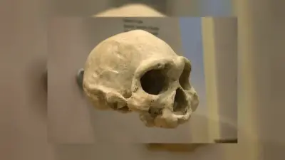 1.8 Milyon Yıllık Hominin Tek Dişiyle Yaşamını Nasıl Sürdürdü?