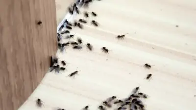 Evdeki Karınca Sorunu Nasıl Giderilir? İşte Pratik Yollar