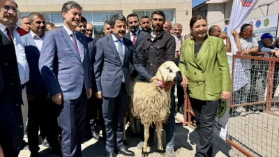 Kırşehir'de Besicilere Küçükbaş Hayvancılığı Geliştirmek İçin Damızlık Koçlar Dağıtıldı