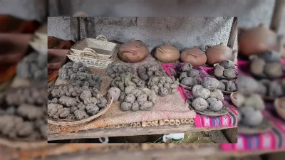 And Yerlileri Patates Sindiriminde Eşsiz: Yüksek Amilaz Gen Kopyaları Keşfedildi