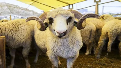 100 Koyun Desteği Başvurularında Süreç Başladı, Fiyatlar Belli Oldu
