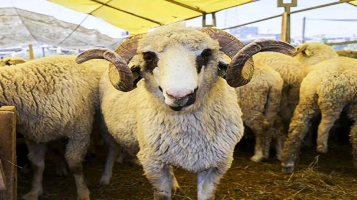 100 Koyun Desteği Başvurularında Süreç Başladı, Fiyatlar Belli Oldu